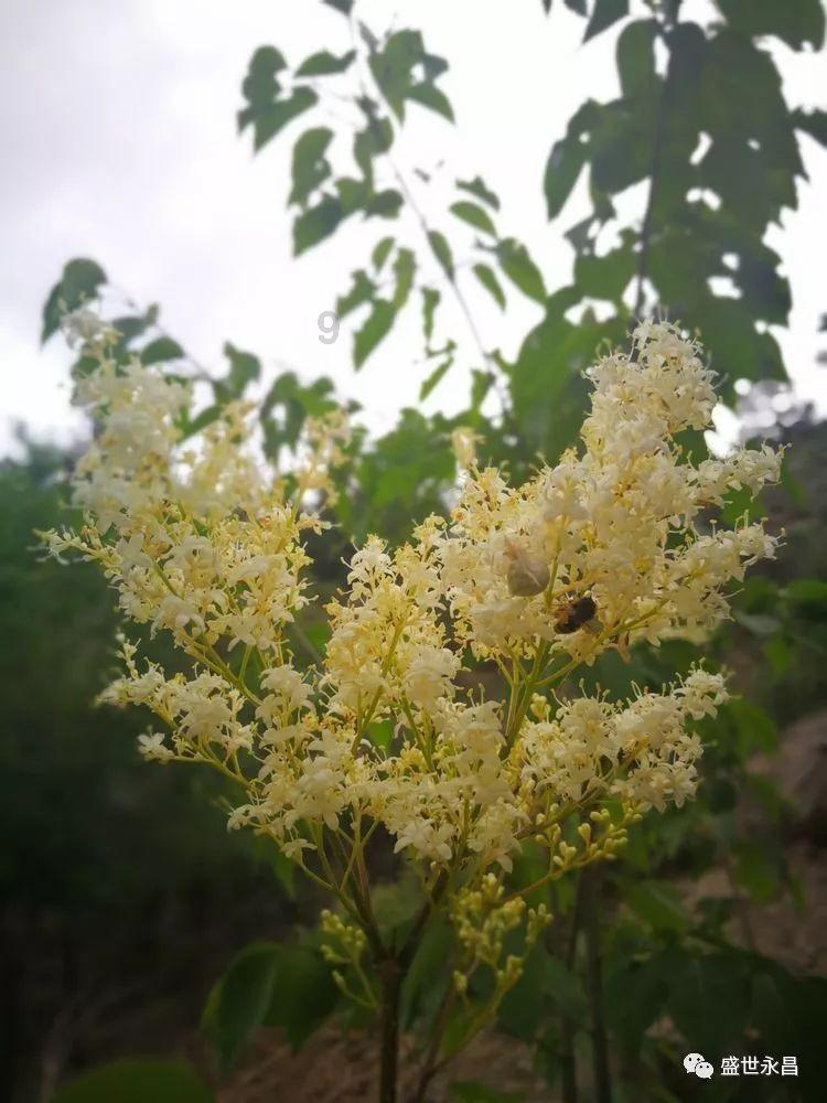 植物小蓬草长什么样?-有问必答平台,答疑解惑,一问即得